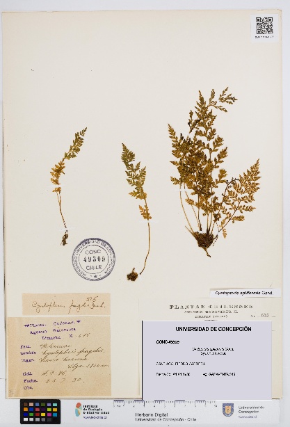 Cystopteris apiiformis [Espécimen: UDEC:CONC:0049309]