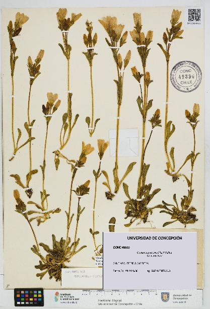 Gentianella ottonis [Espécimen: UDEC:CONC:0049330]