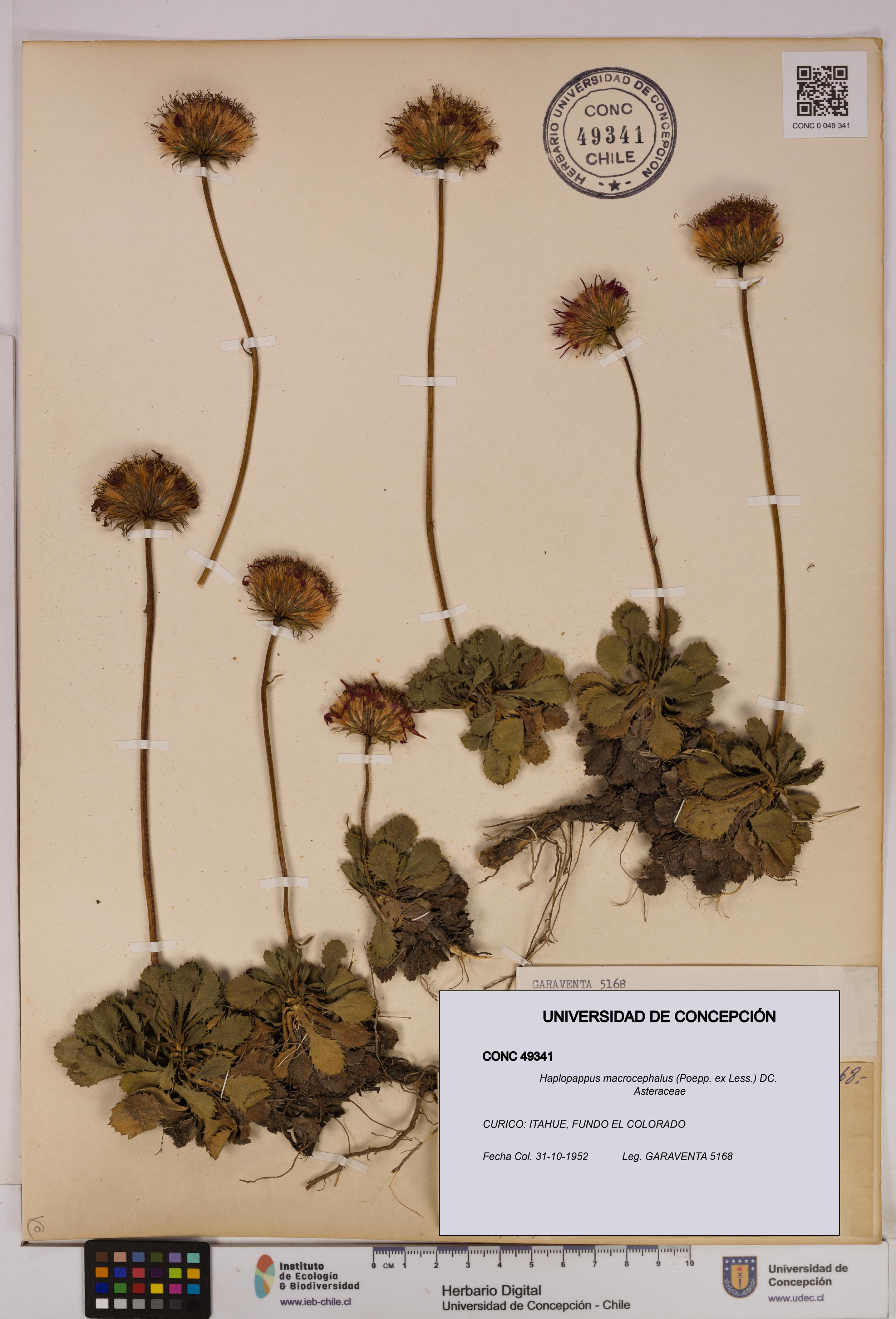 Haplopappus macrocephalus [Espécimen: UDEC:CONC:0049341]