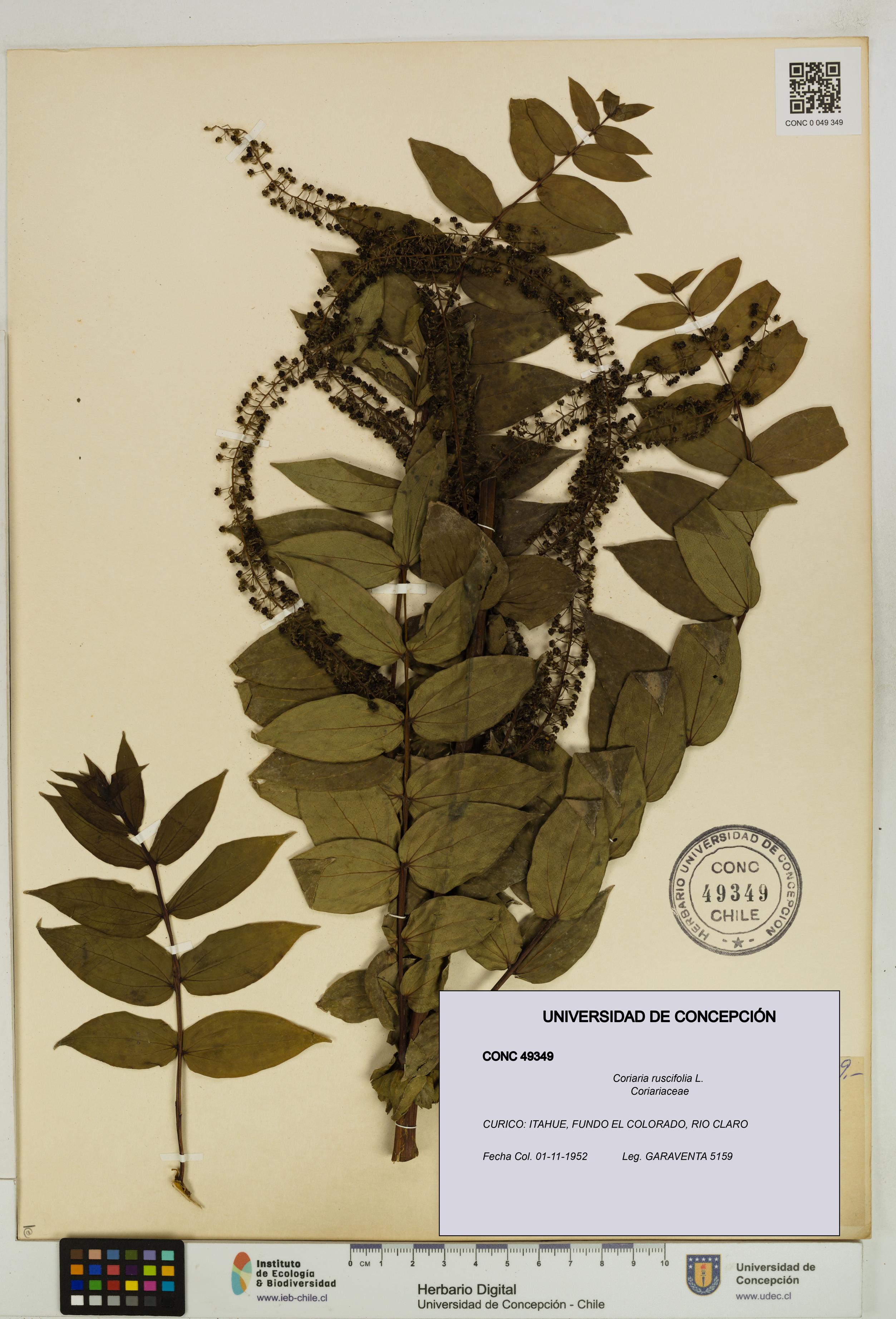 Coriaria ruscifolia [Espécimen: ]