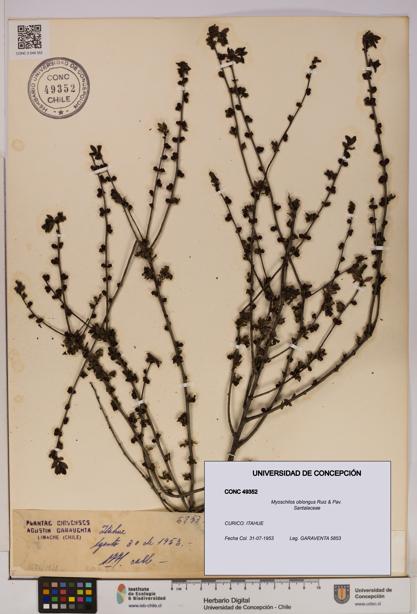 Myoschilos oblongus [Espécimen: UDEC:CONC:0049352]