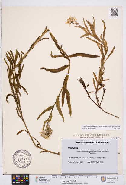 Senecio linariifolius var. linariifolius [Espécimen: ]