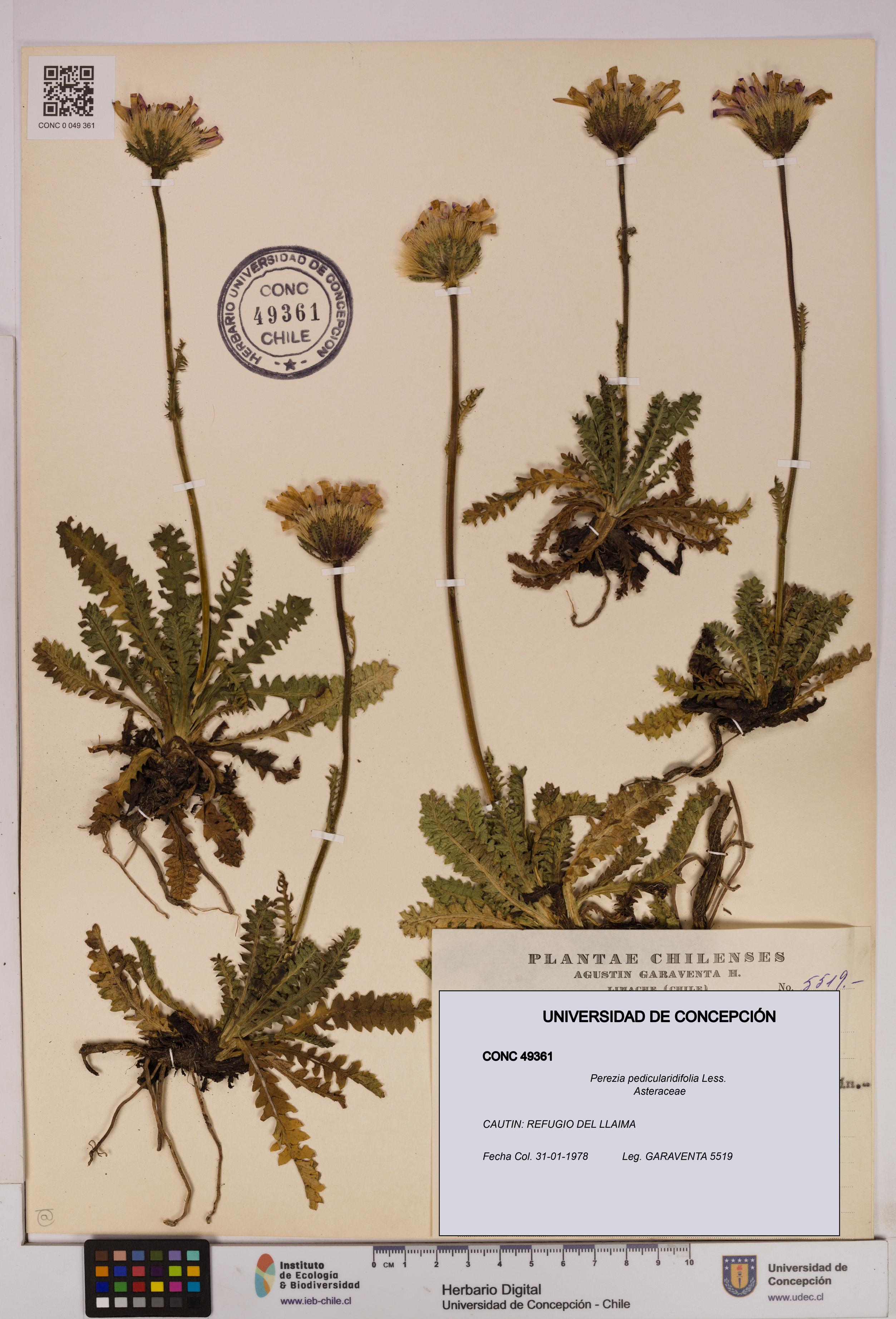 Perezia pedicularidifolia [Espécimen: UDEC:CONC:0049361]