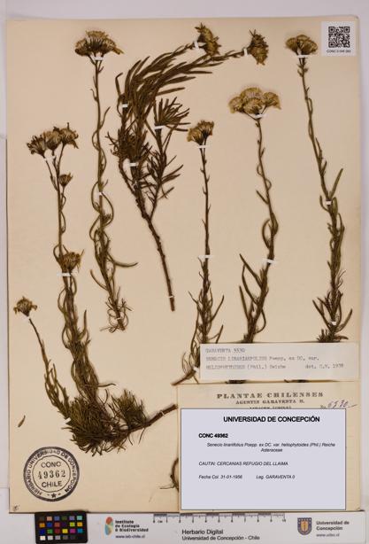 Senecio linariifolius var. heliophytoides [Espécimen: UDEC:CONC:0049362]