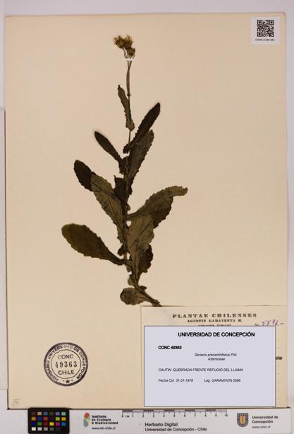 Senecio prenanthifolius [Espécimen: UDEC:CONC:0049363]