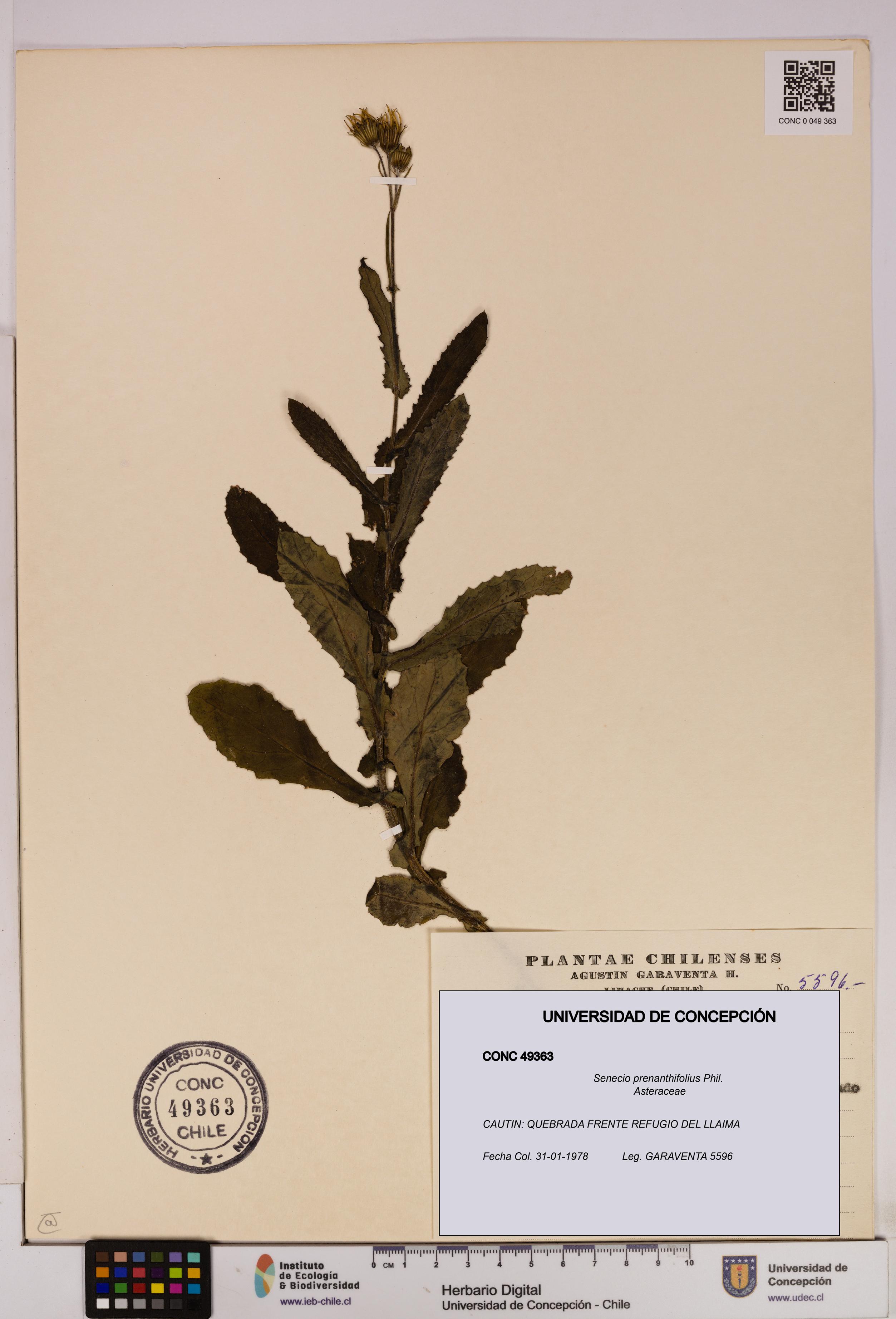 Senecio prenanthifolius [Espécimen: UDEC:CONC:0049363]