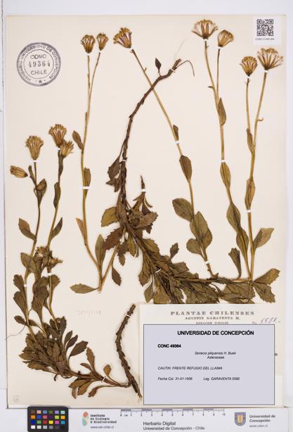 Senecio pilquensis [Espécimen: ]