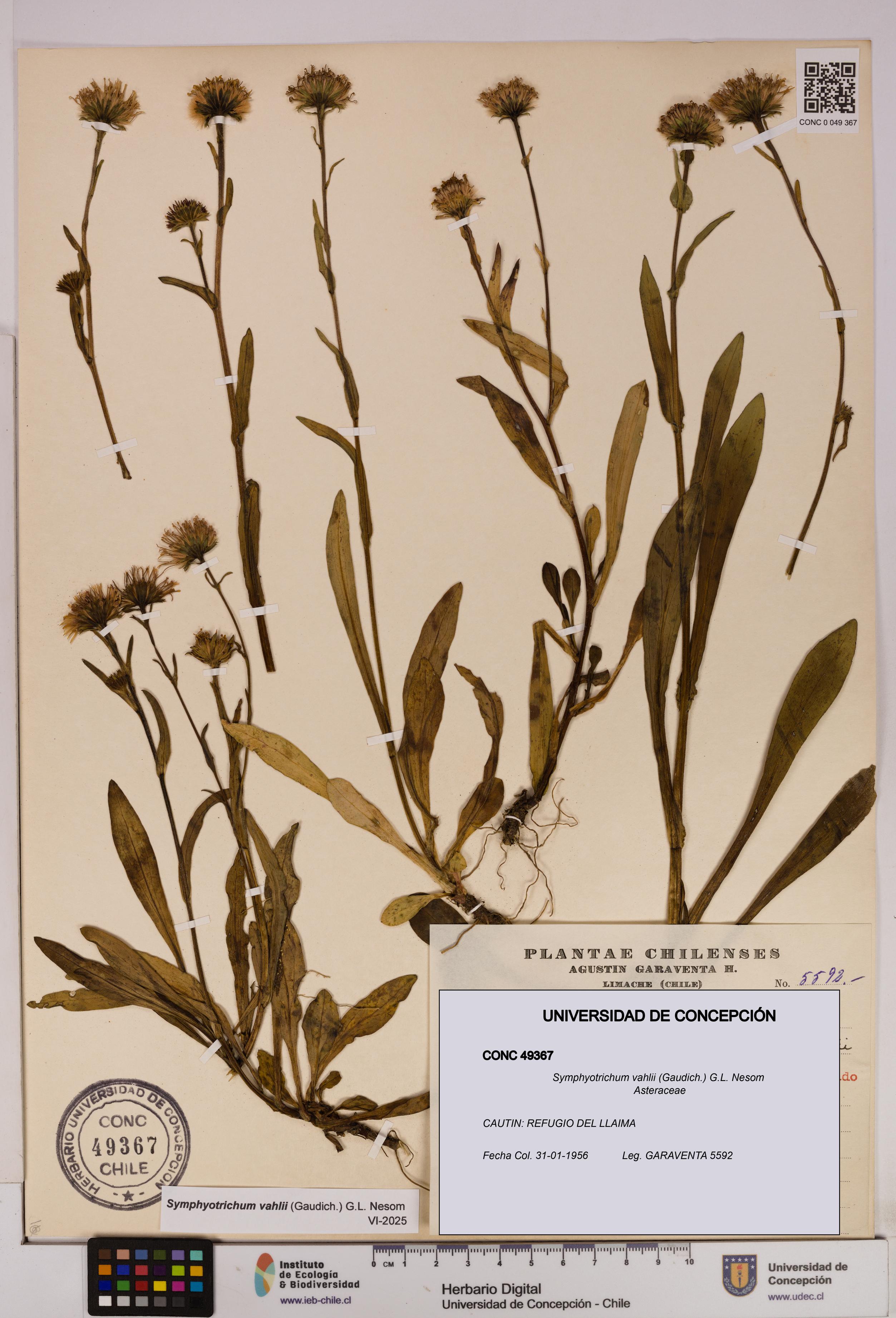 Symphyotrichum vahlii [Espécimen: UDEC:CONC:0049367]