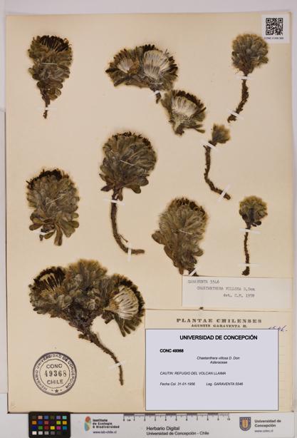 Chaetanthera villosa [Espécimen: UDEC:CONC:0049368]
