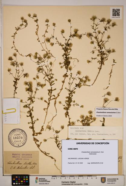 Chaetanthera ramosissima [Espécimen: ]