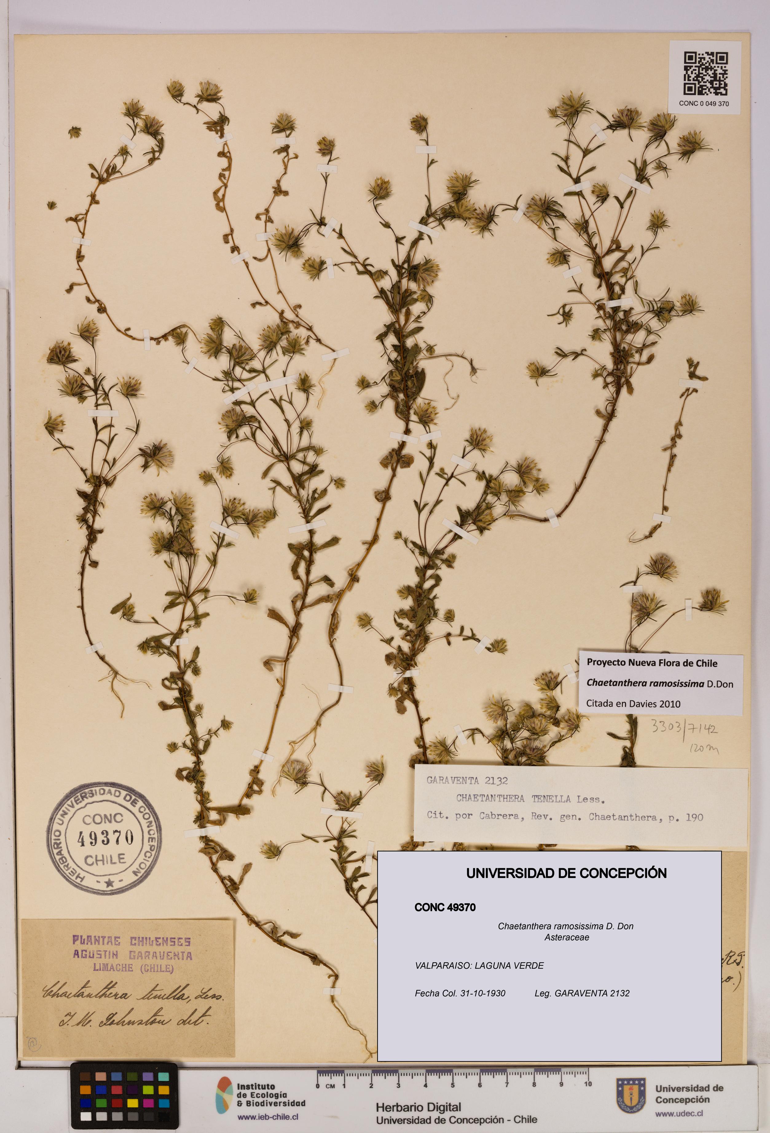 Chaetanthera ramosissima [Espécimen: UDEC:CONC:0049370]