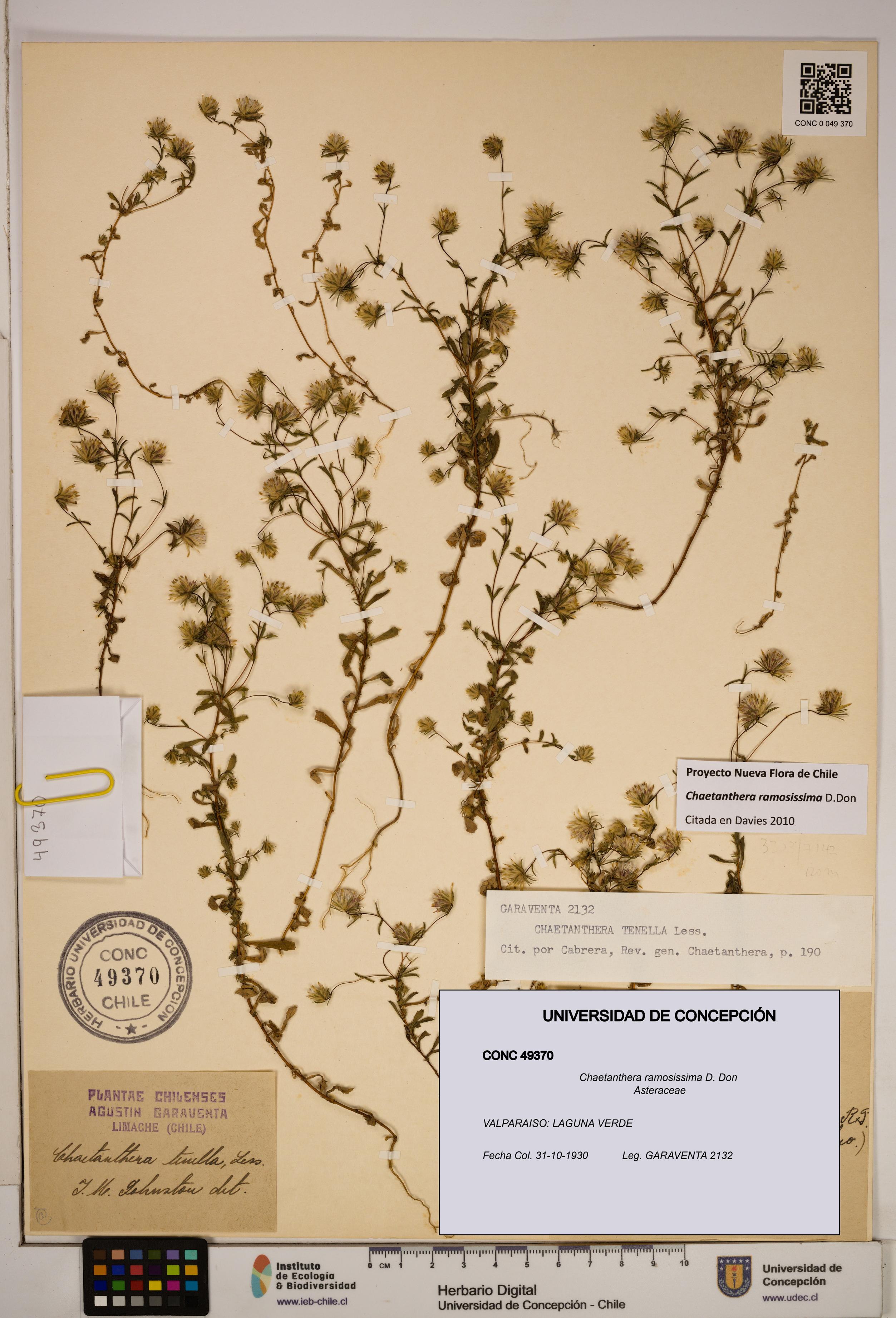Chaetanthera ramosissima [Espécimen: ]