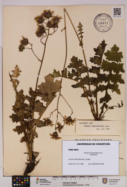 Perezia prenanthoides [Espécimen: UDEC:CONC:0049372]