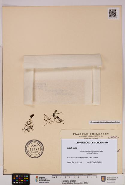 Hymenophyllum falklandicum [Espécimen: UDEC:CONC:0049376]