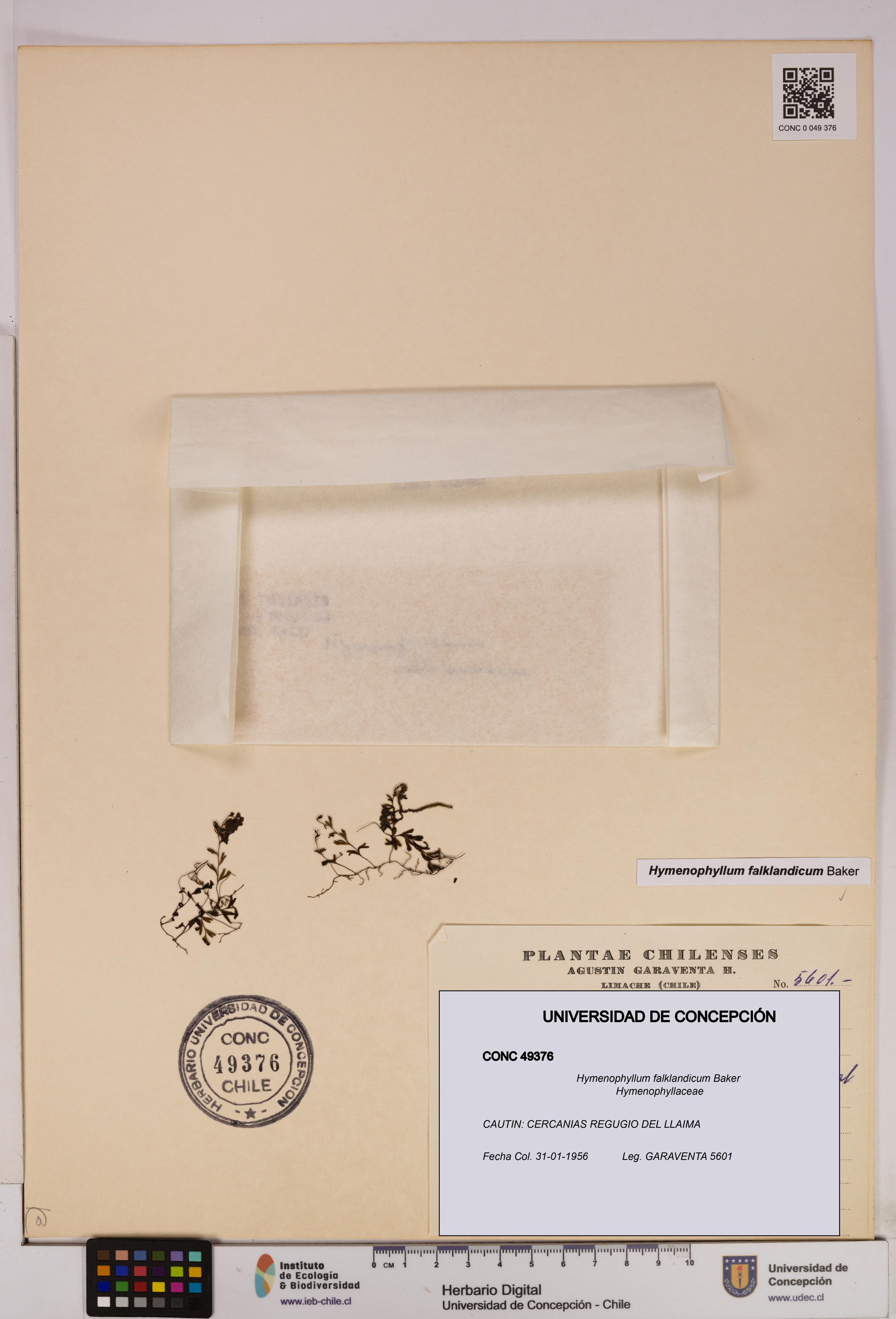 Hymenophyllum falklandicum [Espécimen: UDEC:CONC:0049376]