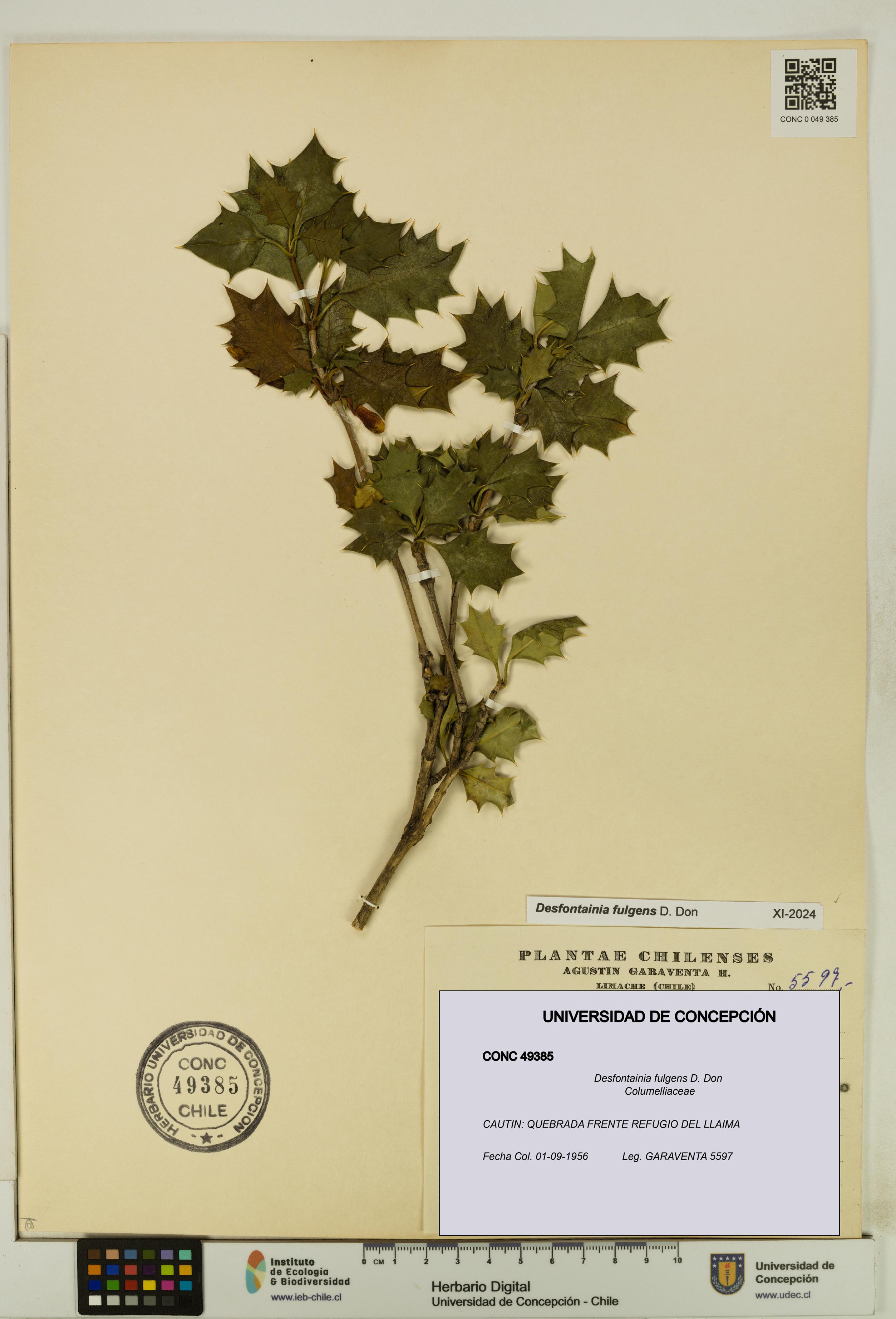 Desfontainia fulgens [Espécimen: UDEC:CONC:0049385]