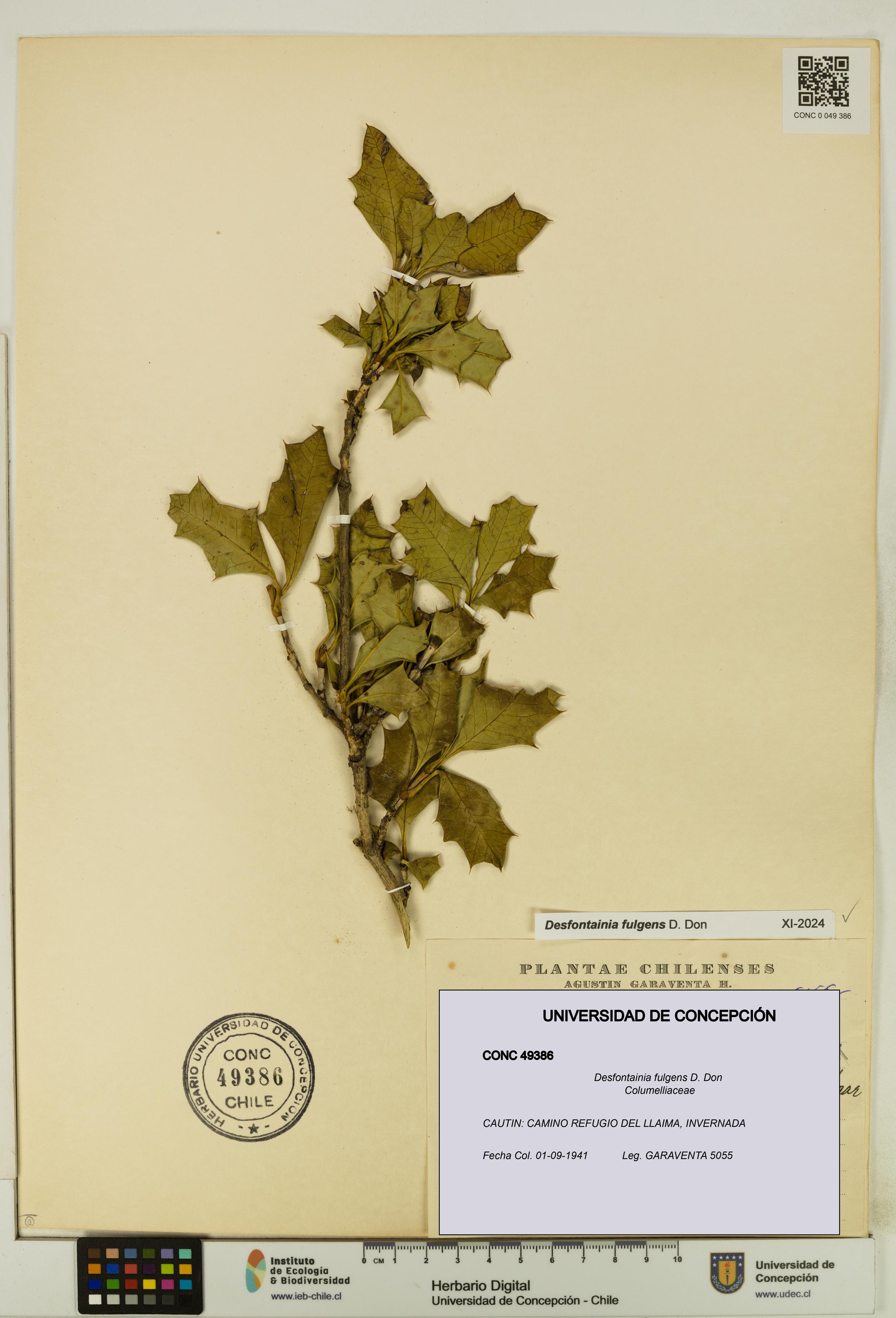Desfontainia fulgens [Espécimen: UDEC:CONC:0049386]