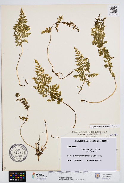 Cystopteris apiiformis [Espécimen: UDEC:CONC:0049392]