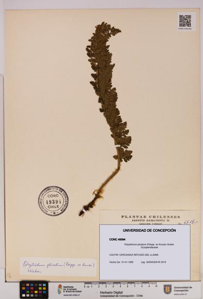 Polystichum plicatum [Espécimen: UDEC:CONC:0049394]