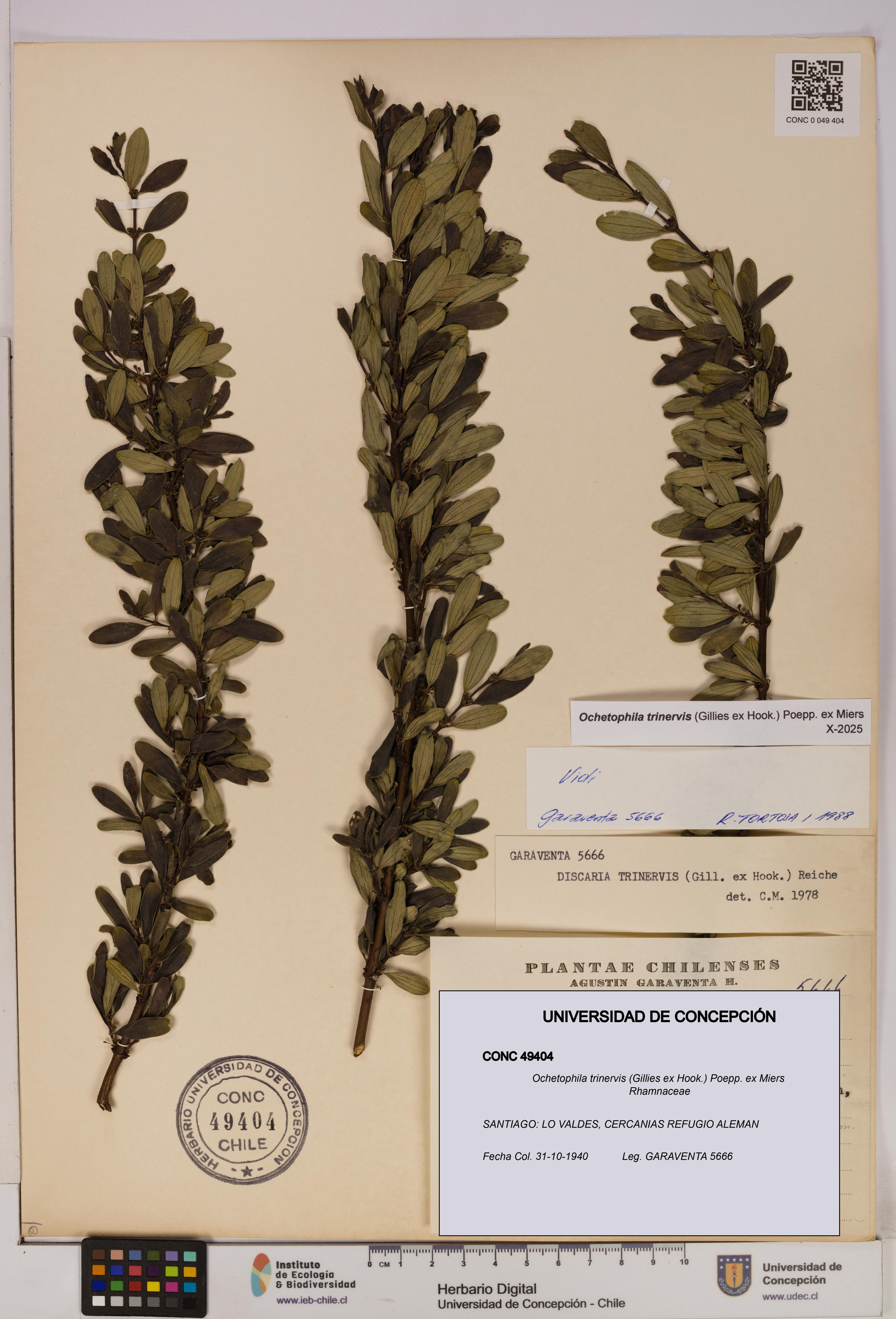 Ochetophila trinervis [Espécimen: UDEC:CONC:0049404]