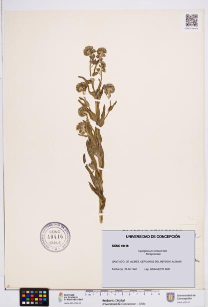 Cynoglossum creticum [Espécimen: ]