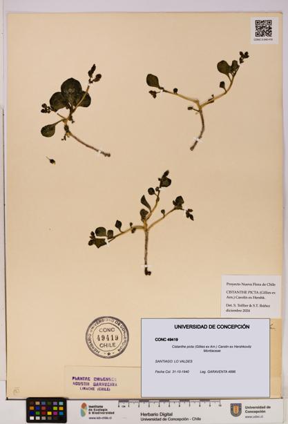 Cistanthe picta [Espécimen: UDEC:CONC:0049419]