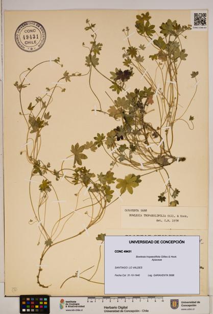 Bowlesia tropaeolifolia [Espécimen: ]