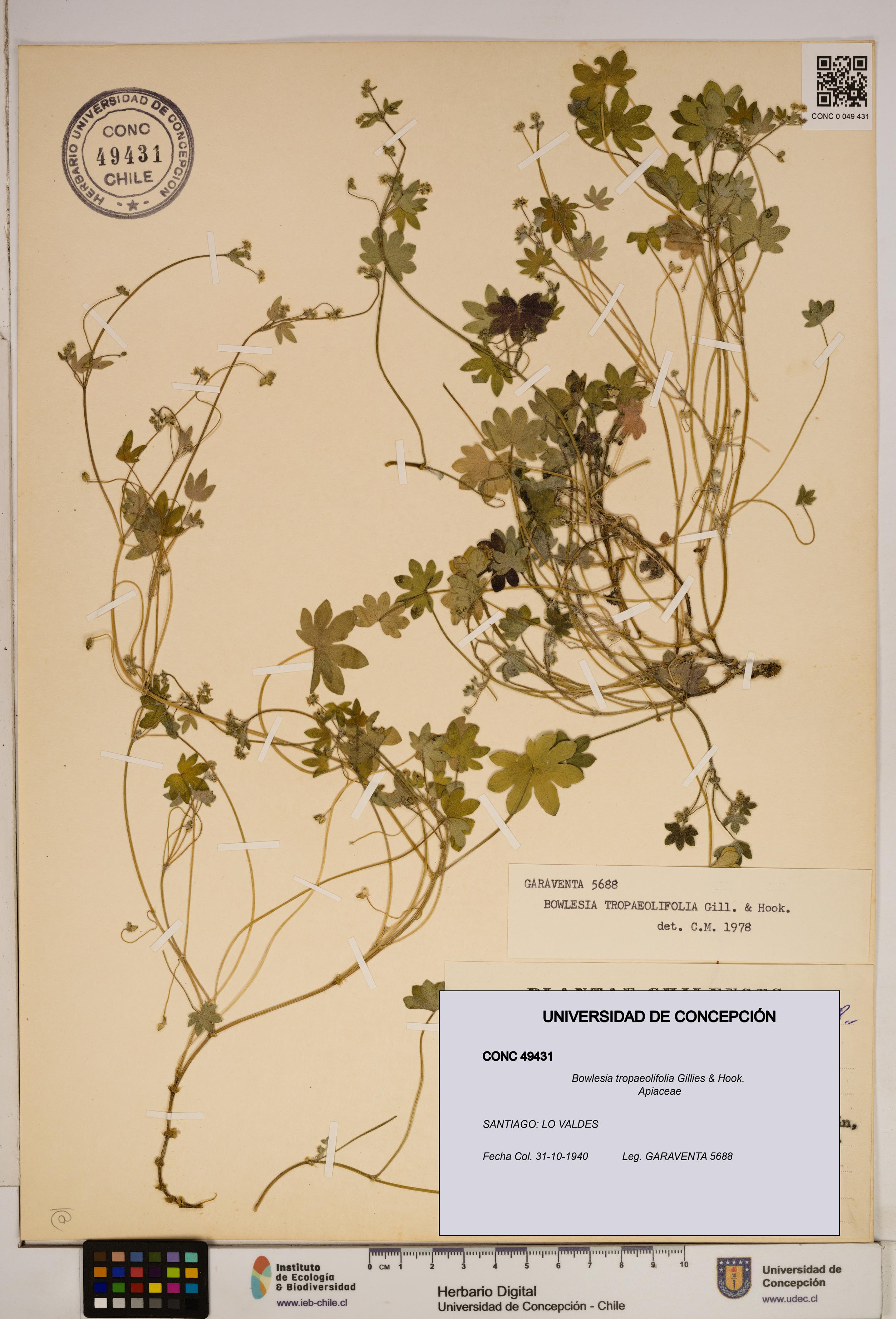 Bowlesia tropaeolifolia [Espécimen: ]