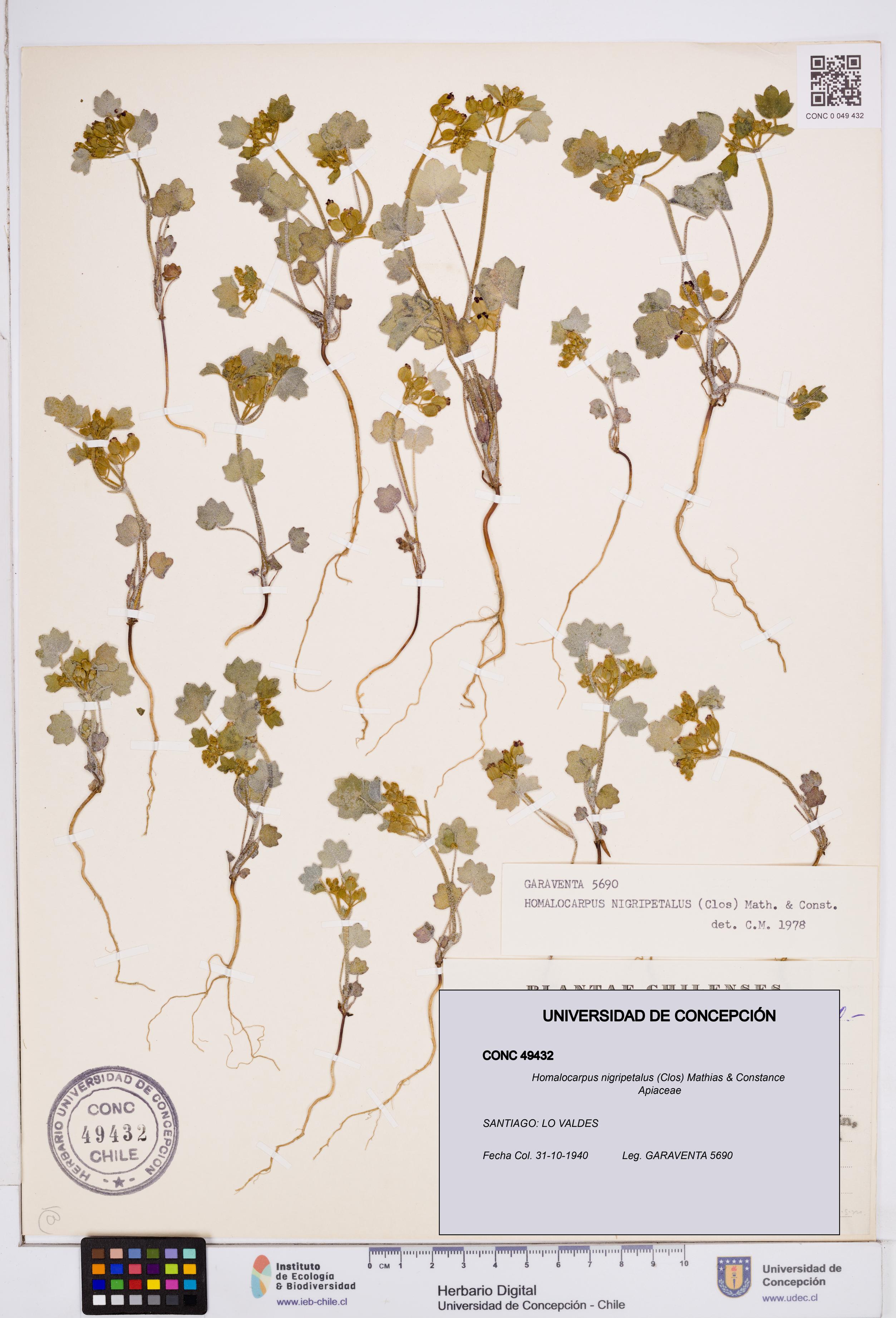Homalocarpus nigripetalus [Espécimen: ]