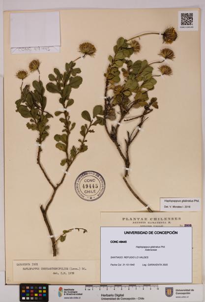 Haplopappus glabratus [Espécimen: UDEC:CONC:0049445]