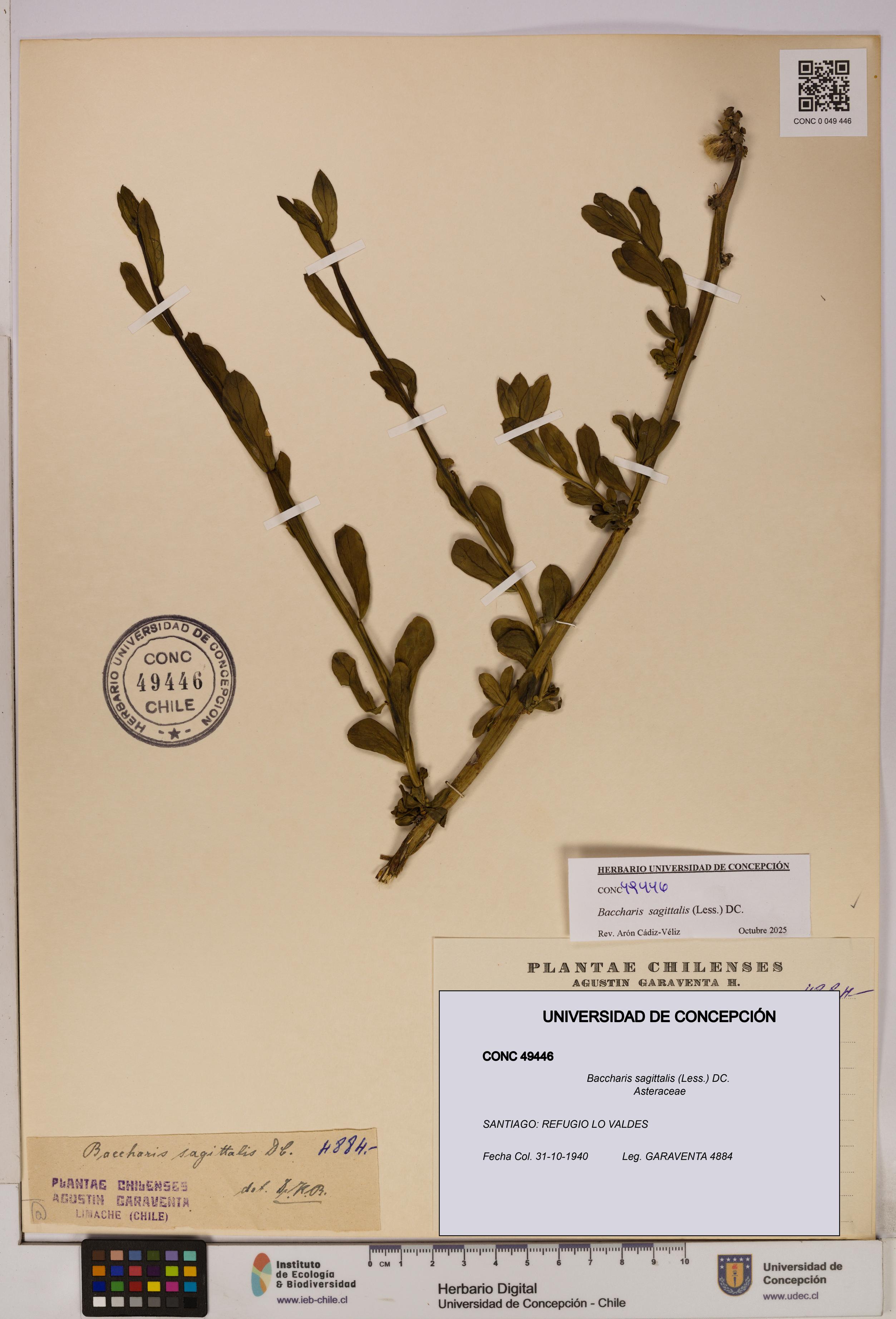 Baccharis sagittalis [Espécimen: UDEC:CONC:0049446]