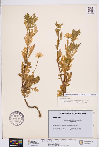 Tanacetum parthenium [Espécimen: ]