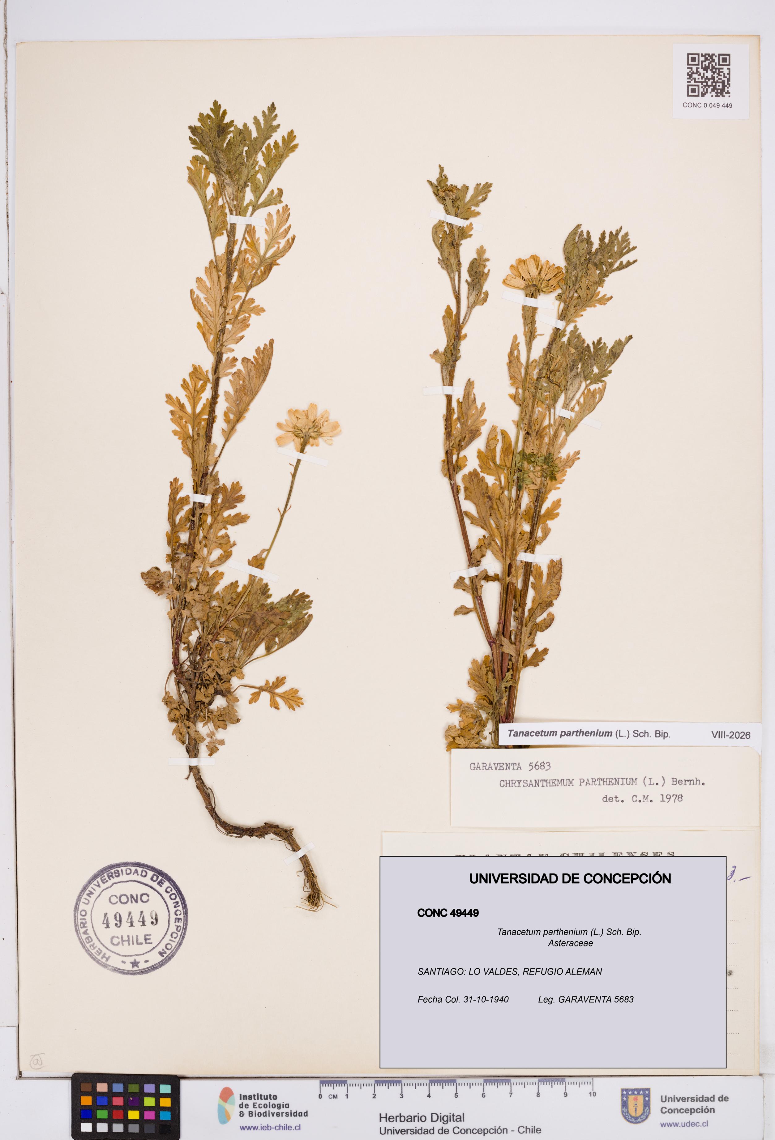 Tanacetum parthenium [Espécimen: ]
