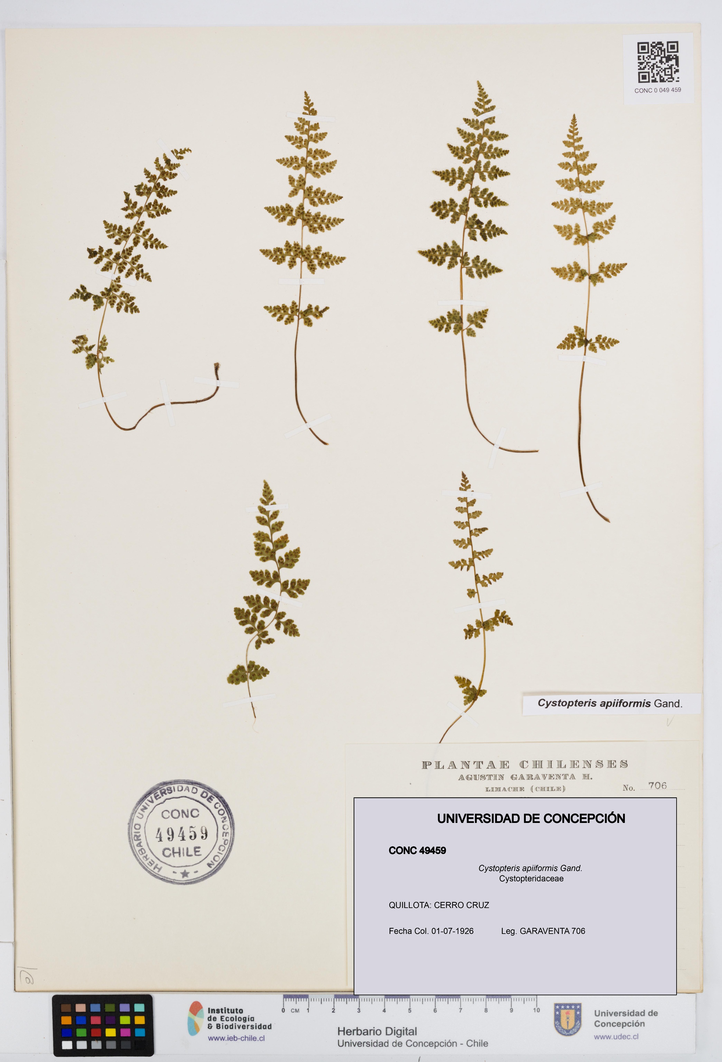 Cystopteris apiiformis [Espécimen: UDEC:CONC:0049459]