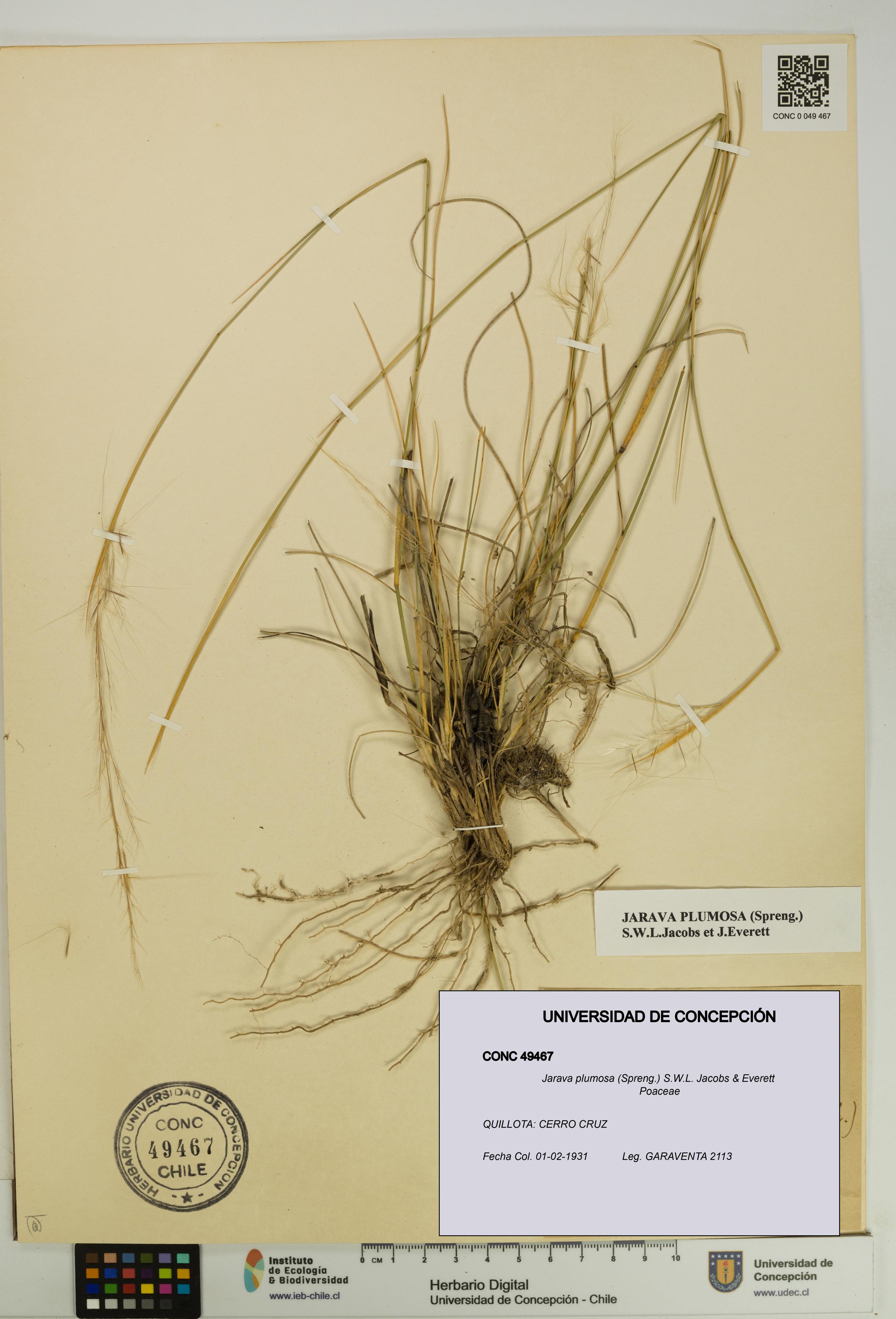 Jarava plumosa [Espécimen: UDEC:CONC:0049467]