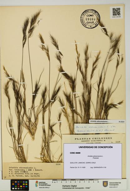 Aristida adscensionis [Espécimen: UDEC:CONC:0049469]