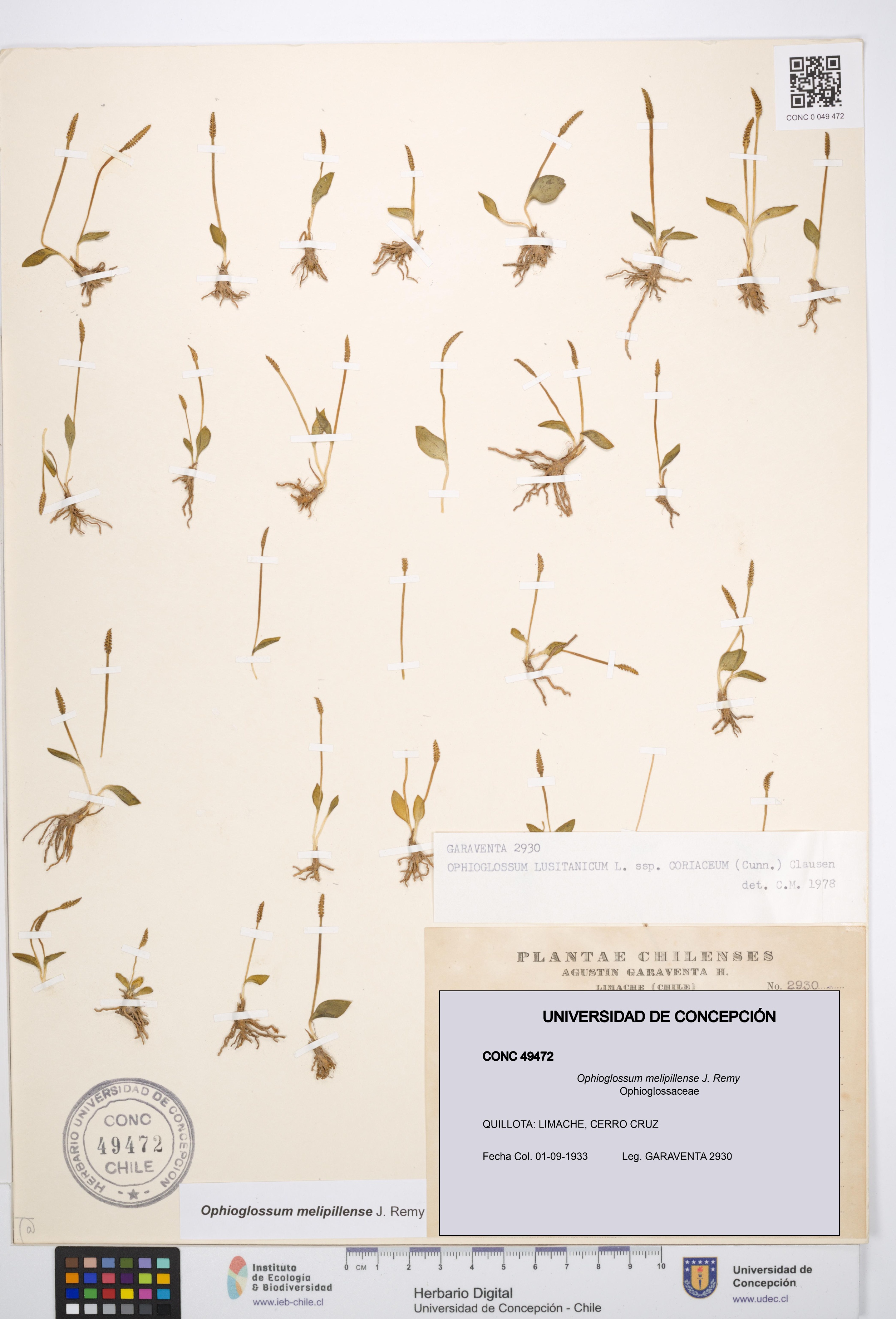 Ophioglossum melipillense [Espécimen: UDEC:CONC:0049472]