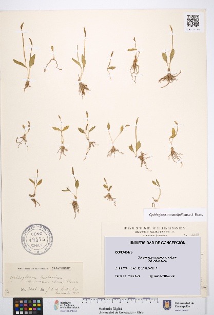 Ophioglossum melipillense [Espécimen: UDEC:CONC:0049475]