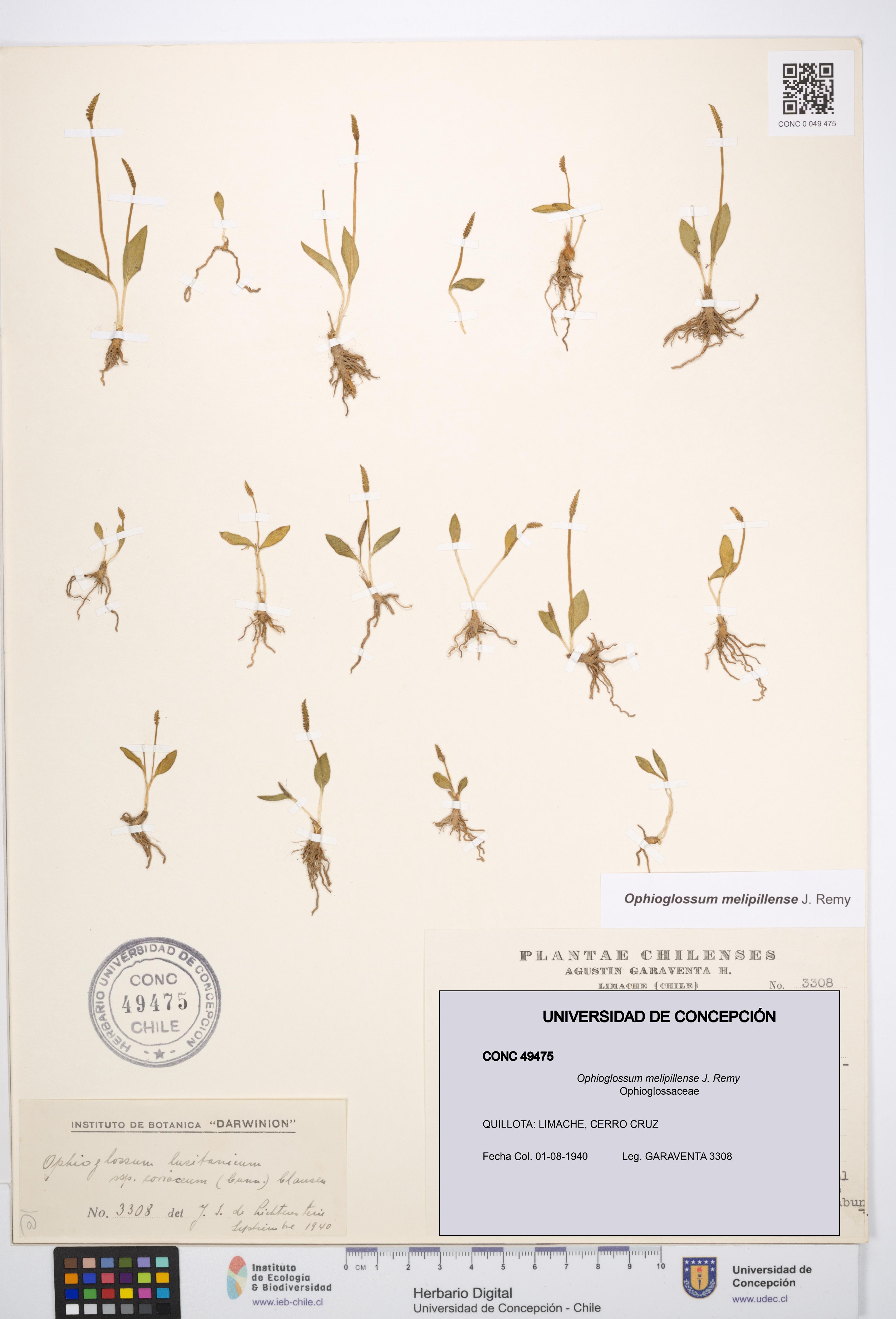 Ophioglossum melipillense [Espécimen: UDEC:CONC:0049475]