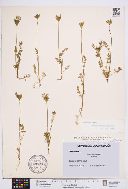 Daucus pusillus [Espécimen: ]