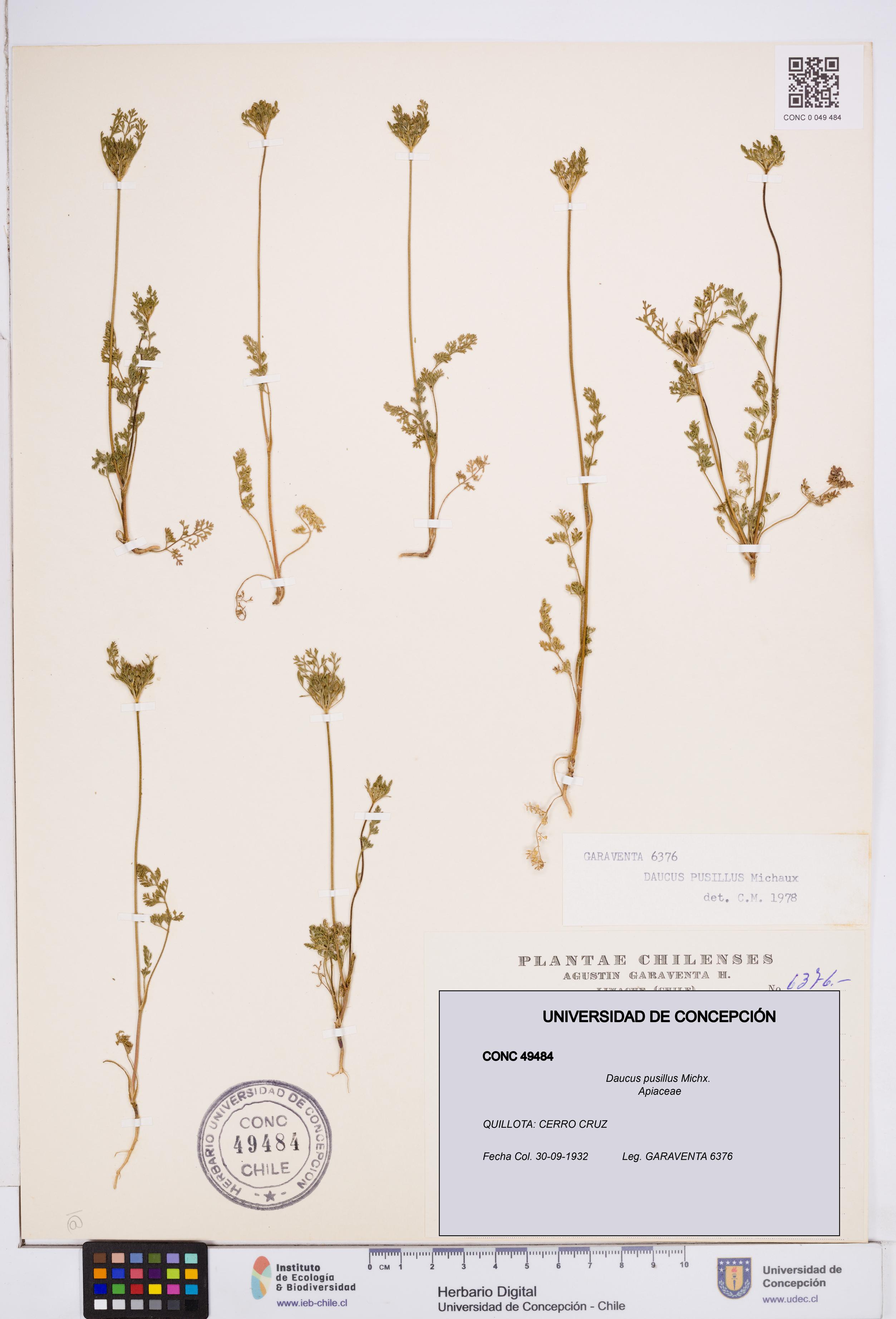 Daucus pusillus [Espécimen: ]