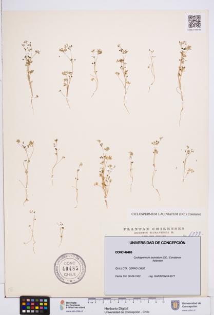 Cyclospermum laciniatum [Espécimen: ]
