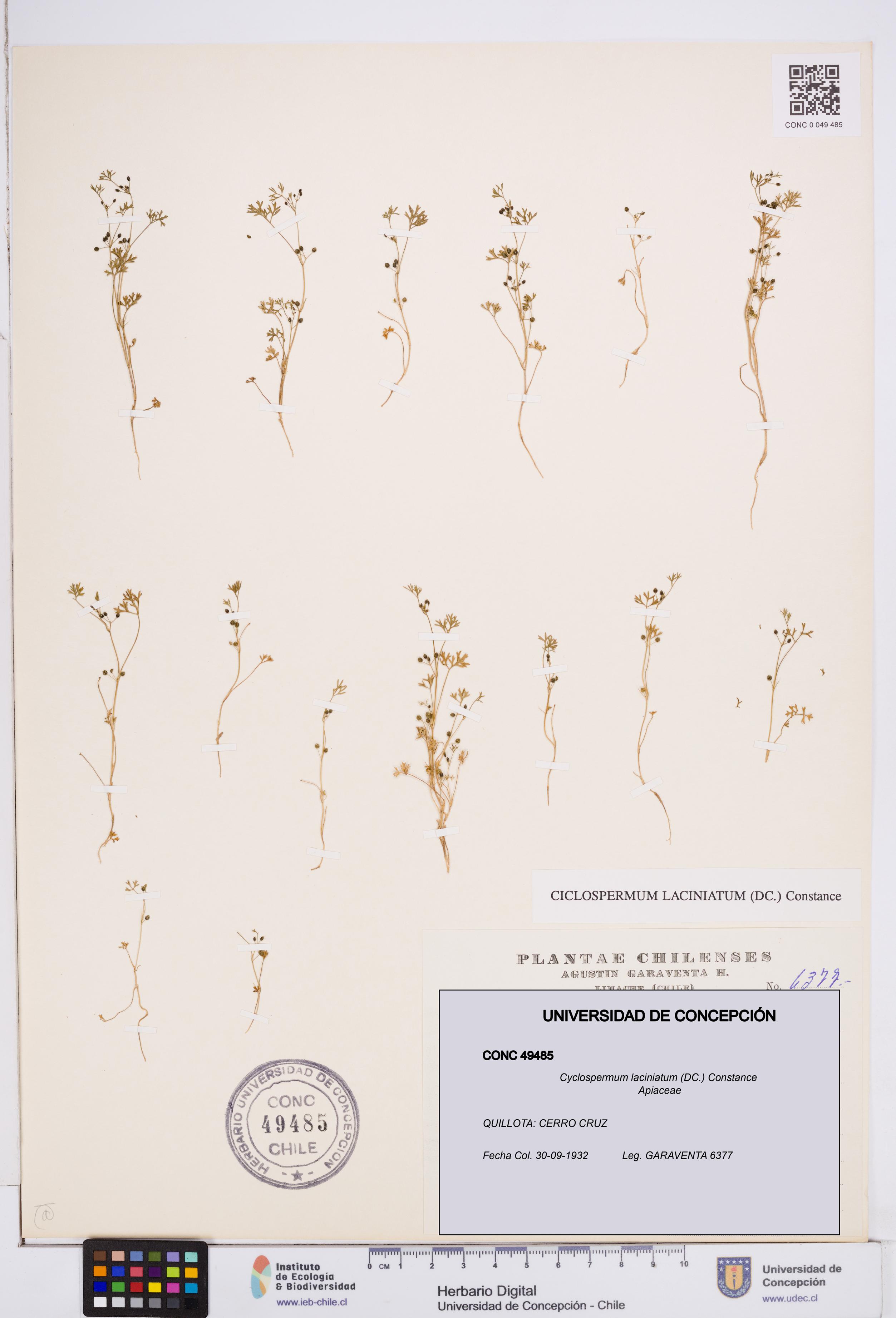 Cyclospermum laciniatum [Espécimen: ]
