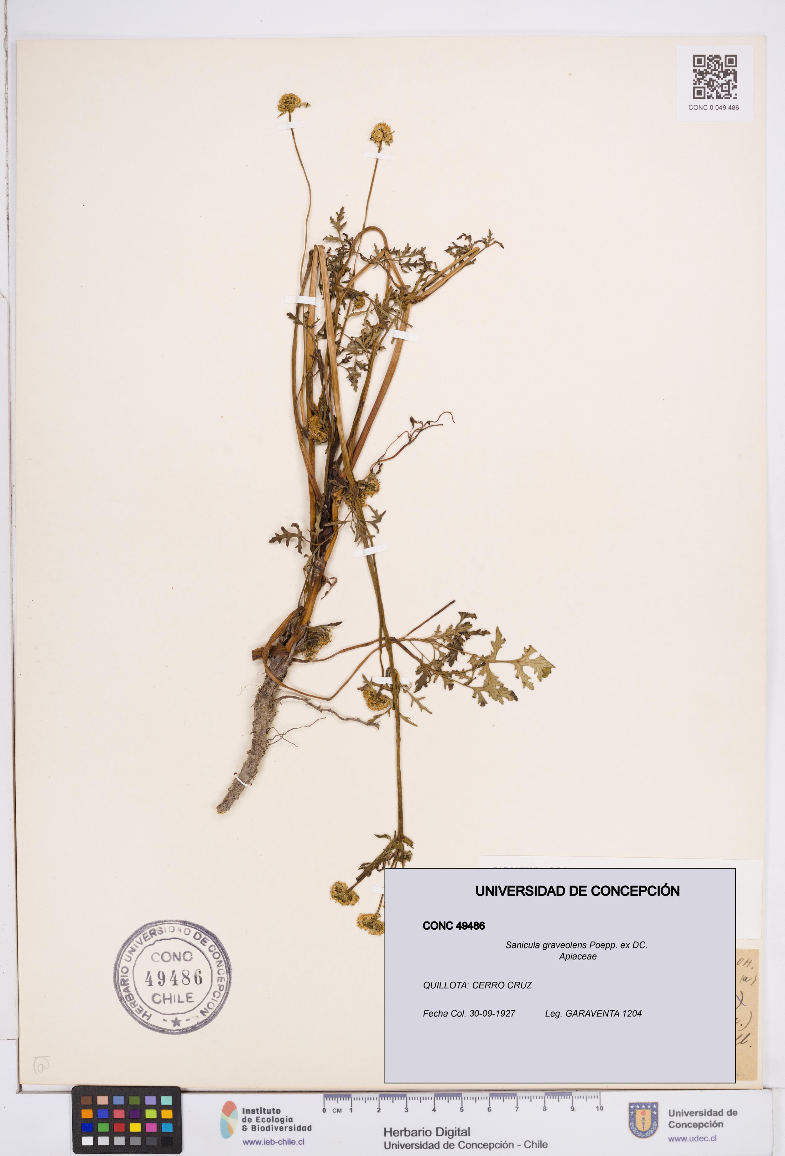 Sanicula graveolens [Espécimen: ]