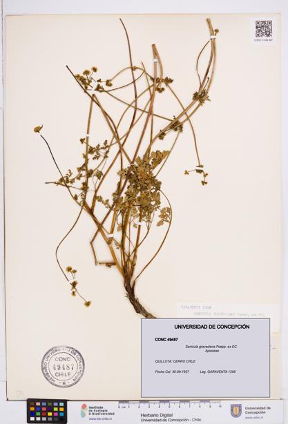 Sanicula graveolens [Espécimen: ]