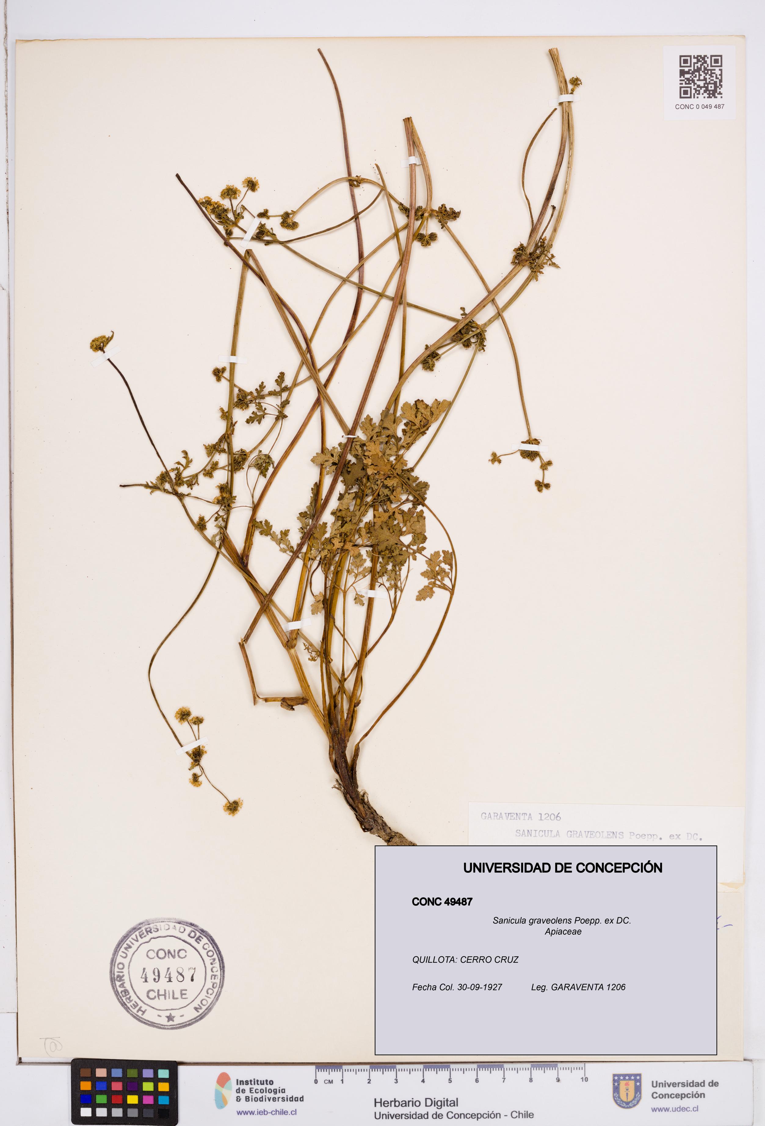 Sanicula graveolens [Espécimen: ]