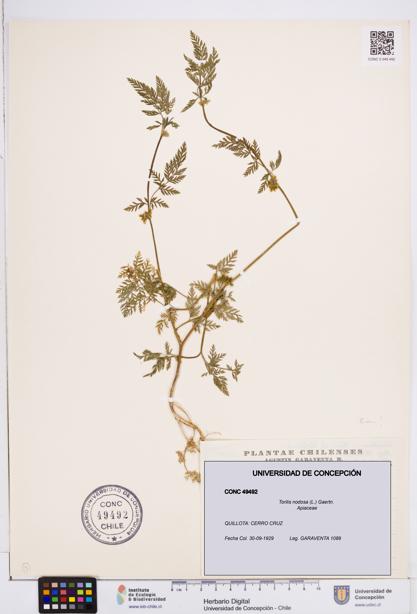 Torilis nodosa [Espécimen: ]