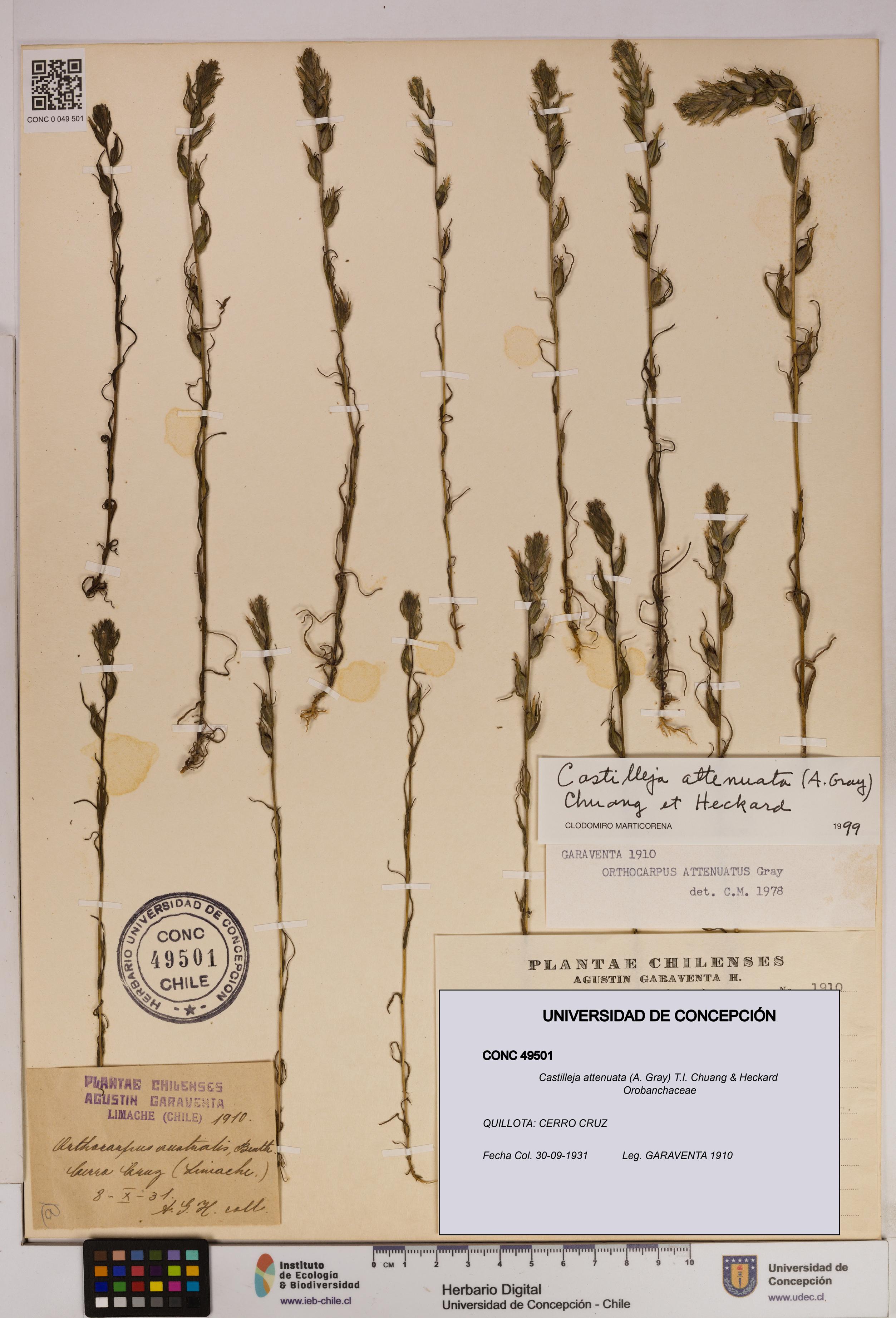 Castilleja attenuata [Espécimen: UDEC:CONC:0049501]