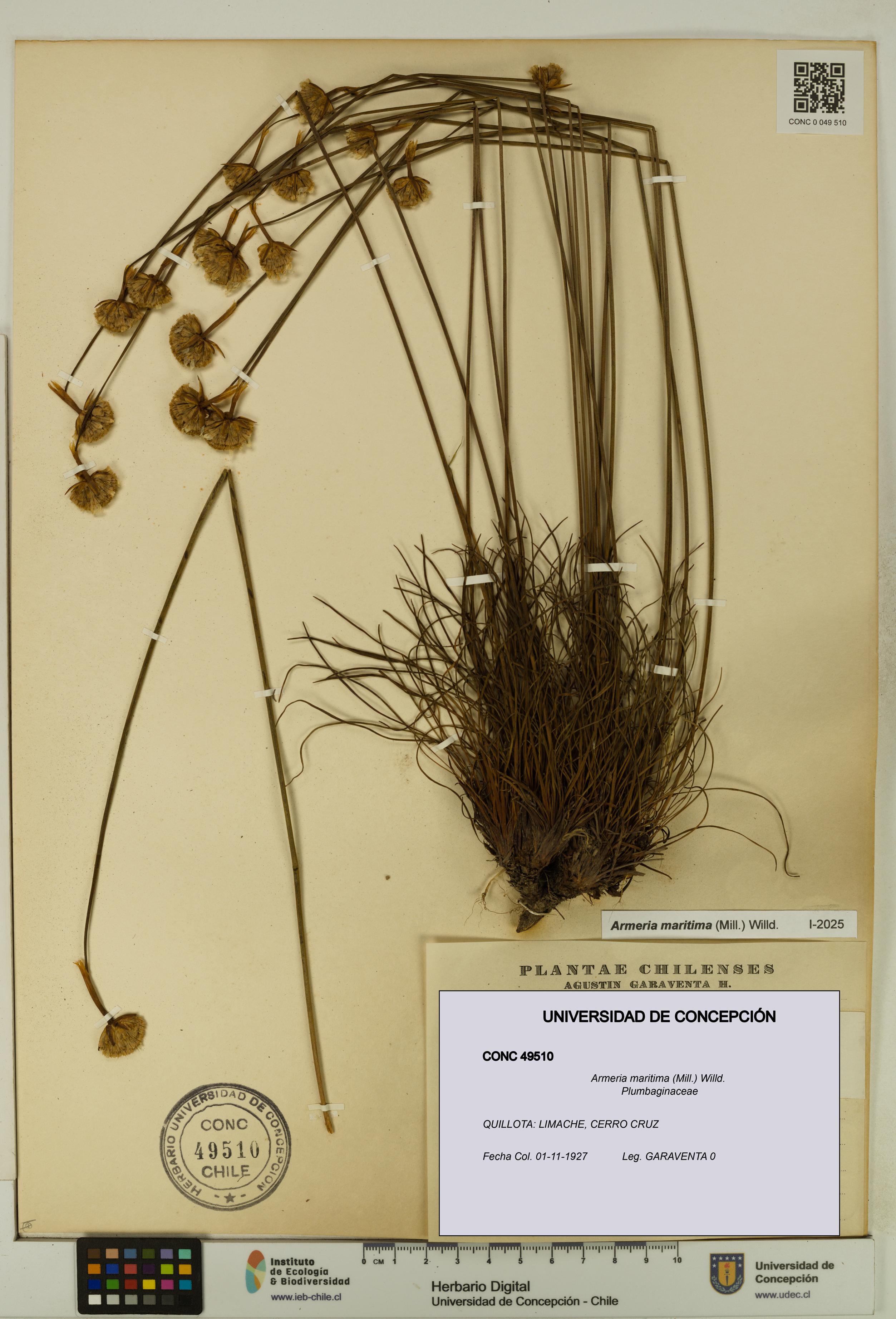 Armeria maritima [Espécimen: UDEC:CONC:0049510]