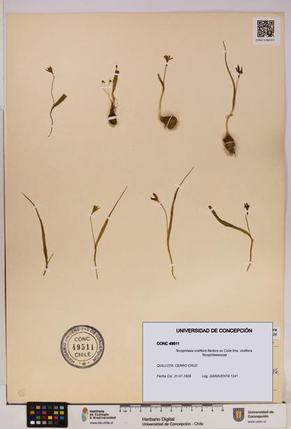 Tecophilaea violiflora fma. violiflora [Espécimen: UDEC:CONC:0049511]
